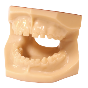 Child's Healthy Mouth Model