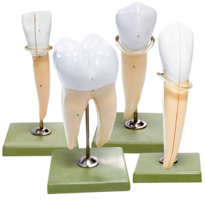 Large Individual Teeth Model Set