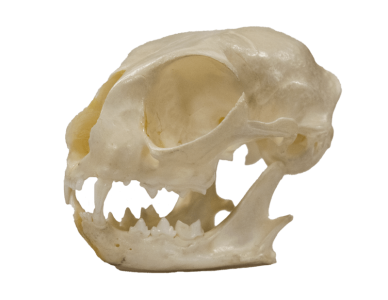 Skull - Cat