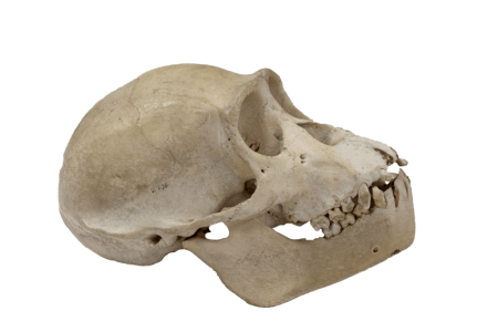 Skull - Chimpanzee