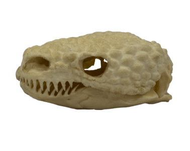 Skull - Gila Monster Lizard