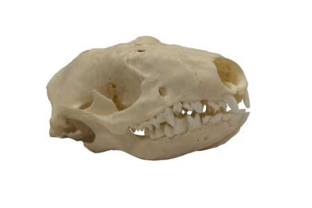 Skull - Hedgehog