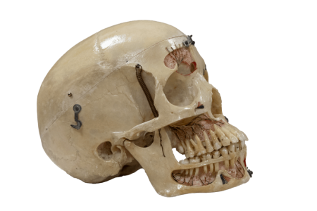 Skull - Human Skull
