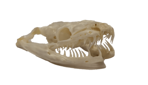 Skull - Python
