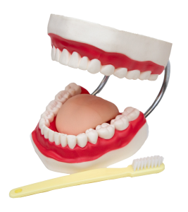 Dental Care Model with Tongue Includes Toothbrush