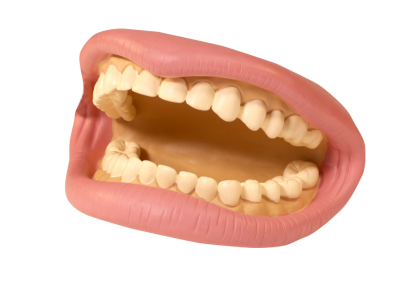 Large Rubber Mouth Model