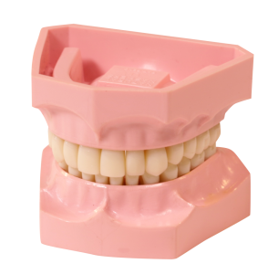 Natural Nashers Upper and Lower Model Teeth Set